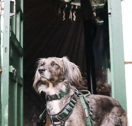 Sugi Wooden Pod 木屋 *